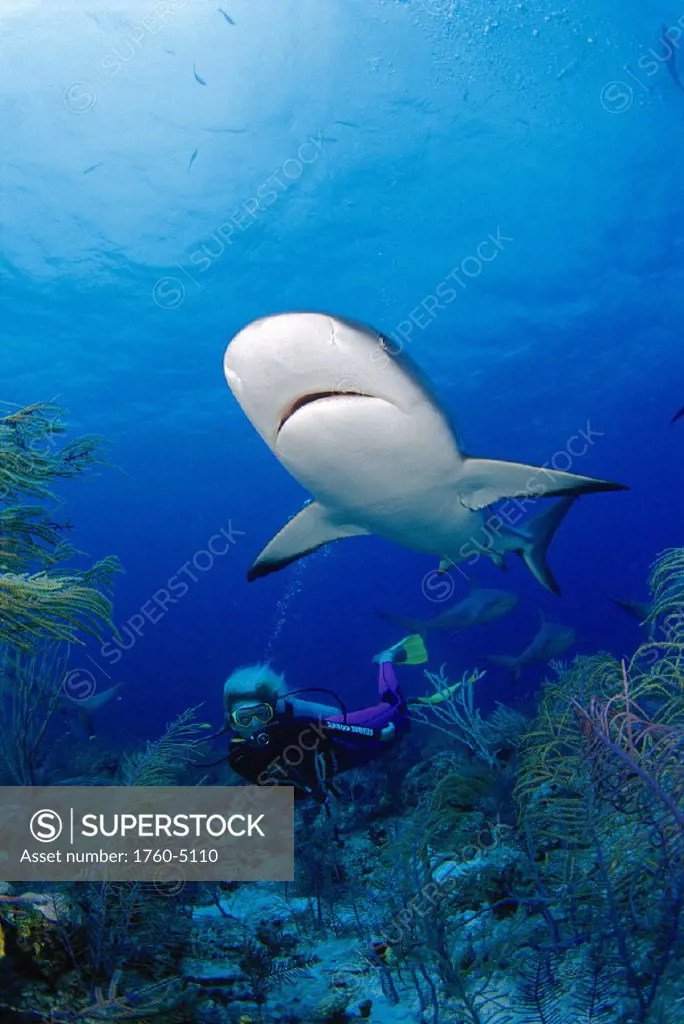 Bahama Nassau Caribbean reef shark woman diver bkgd, surface D2002 visible (Carcharhinus perezi)