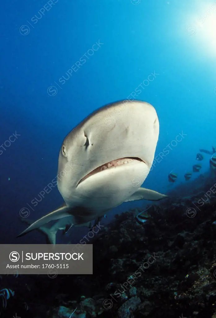 Fiji, Close-up headshot of gray Reef Shark (Carcharinus amblyrhynchos) .