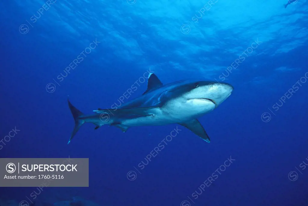 Thailand, Silvertip Shark (Carcharhinus albimarginatus) .