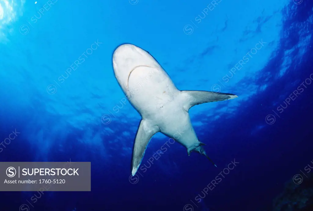 Thailand, Silvertip Shark (Carcharhinus albimarginatus) in clear blue water, view from below.