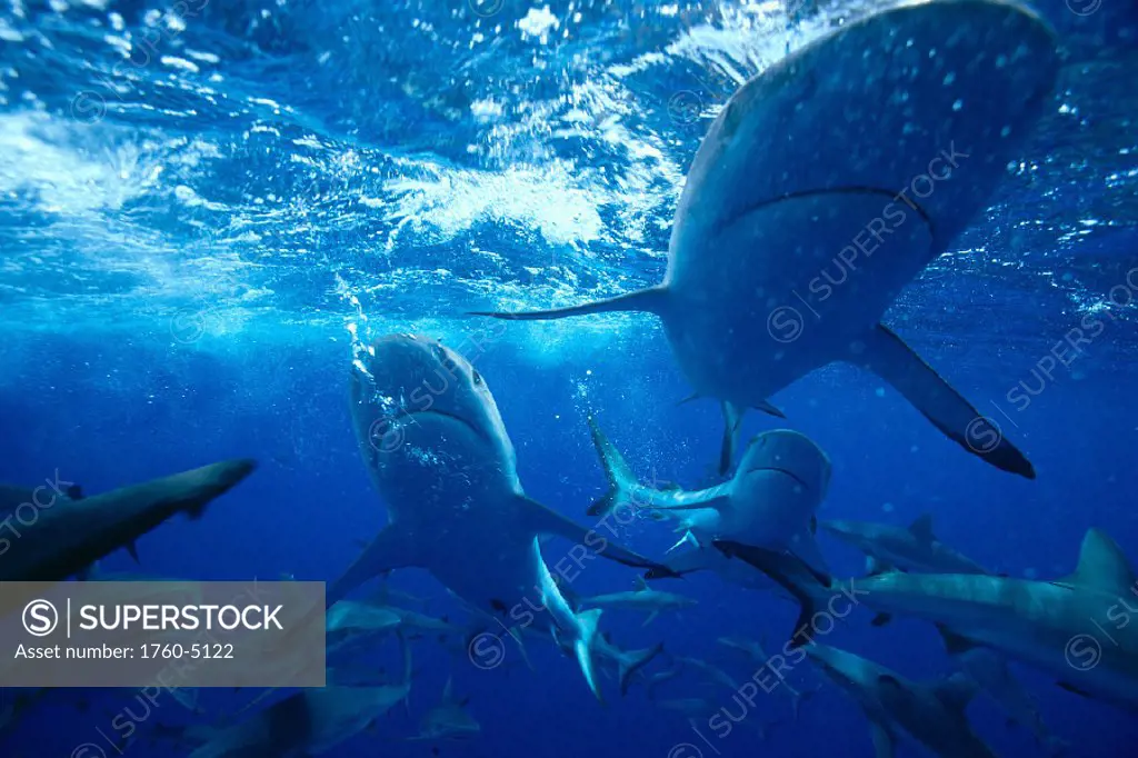 Bikini Atoll, Carcharhinus melanopteres, Gray Reef Sharks nr surface B2022 JW0053