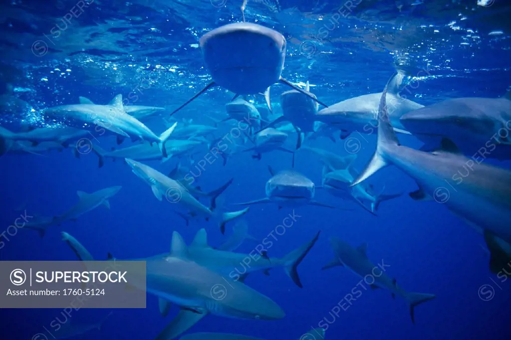 Bikini Atoll, School of Gray Reef Sharks (Carcharhinus melanopteres) B2023