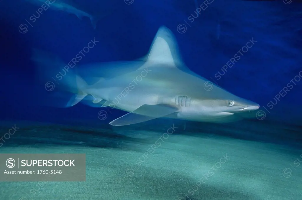 Hawaii sandbar shark near bottom blurred action D2001 (Carcharhinus plumbeus) Pacific Ocean