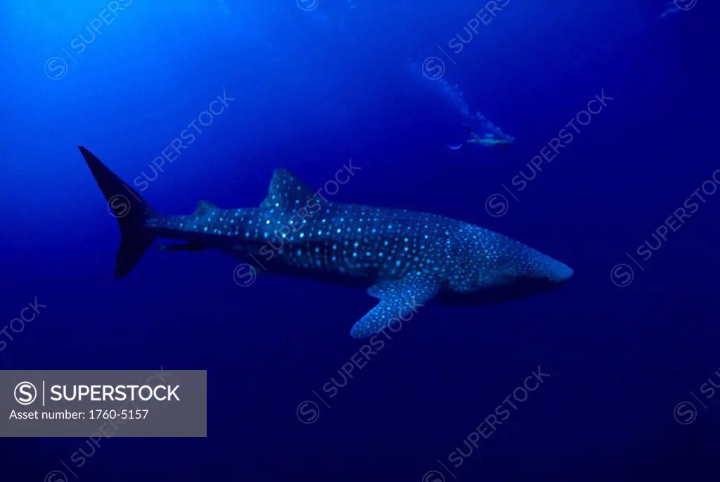 DC Hawaii, Whale shark (Rhiniodon typus) and diver in bkgd, CM-2006      B2028