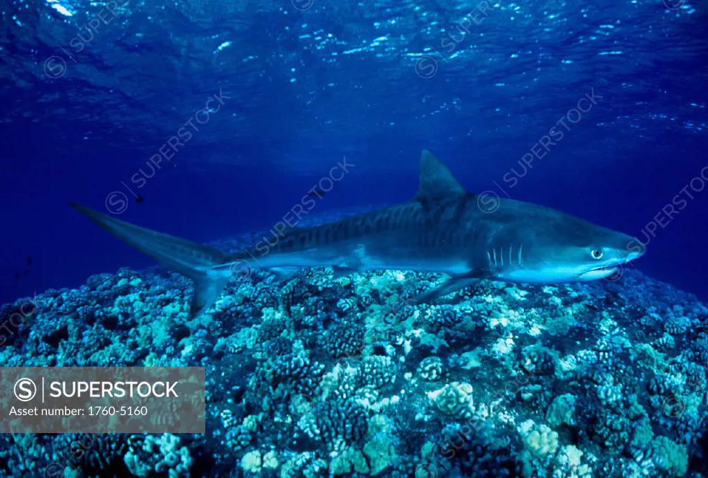 DC, Hawaii, Closeup of Tiger Shark (Galeocerdo cuvier) shallow reef C2067/n CM-2067