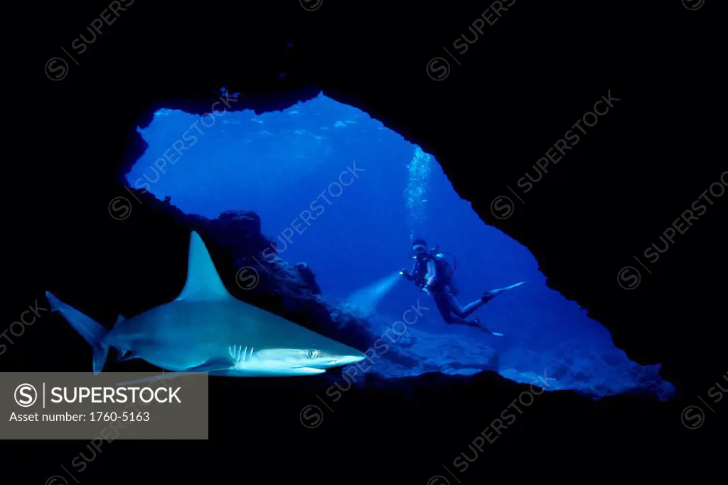DC, closeup of sandbar shark in cave, diver at entrance, bubbles C2073/n(Carcharhinus plumbeus) CM-2078