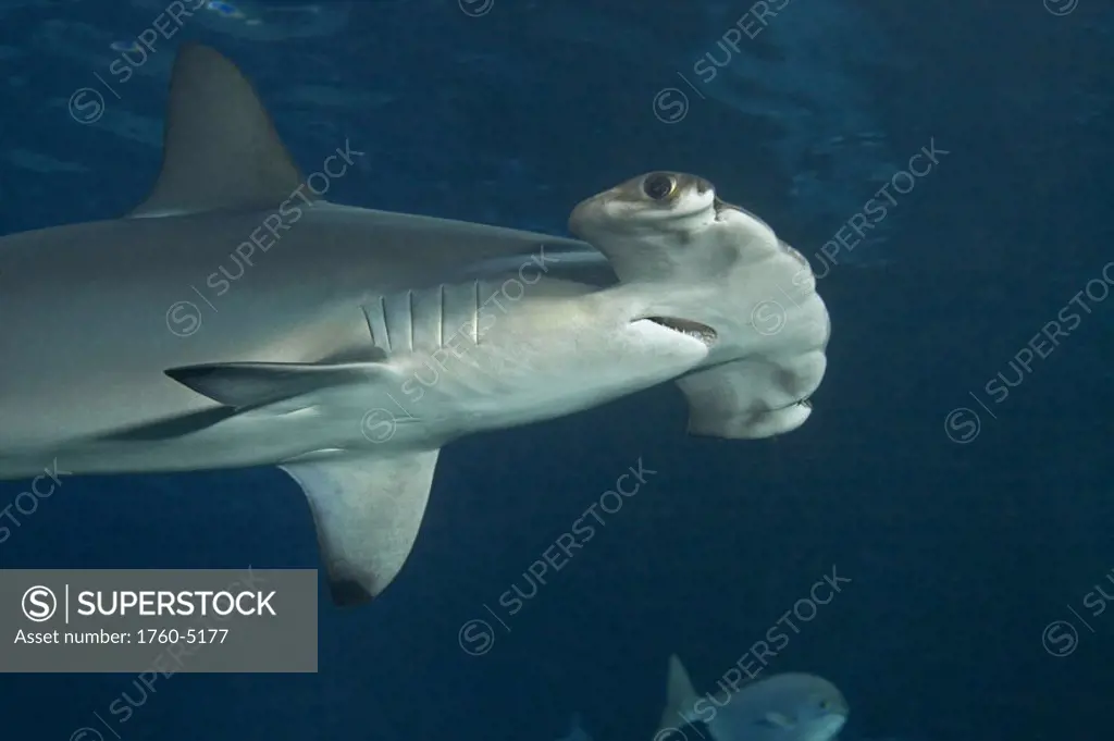 Hawaii, Front half of scalloped hammerhead shark (Sphyrna lewini)