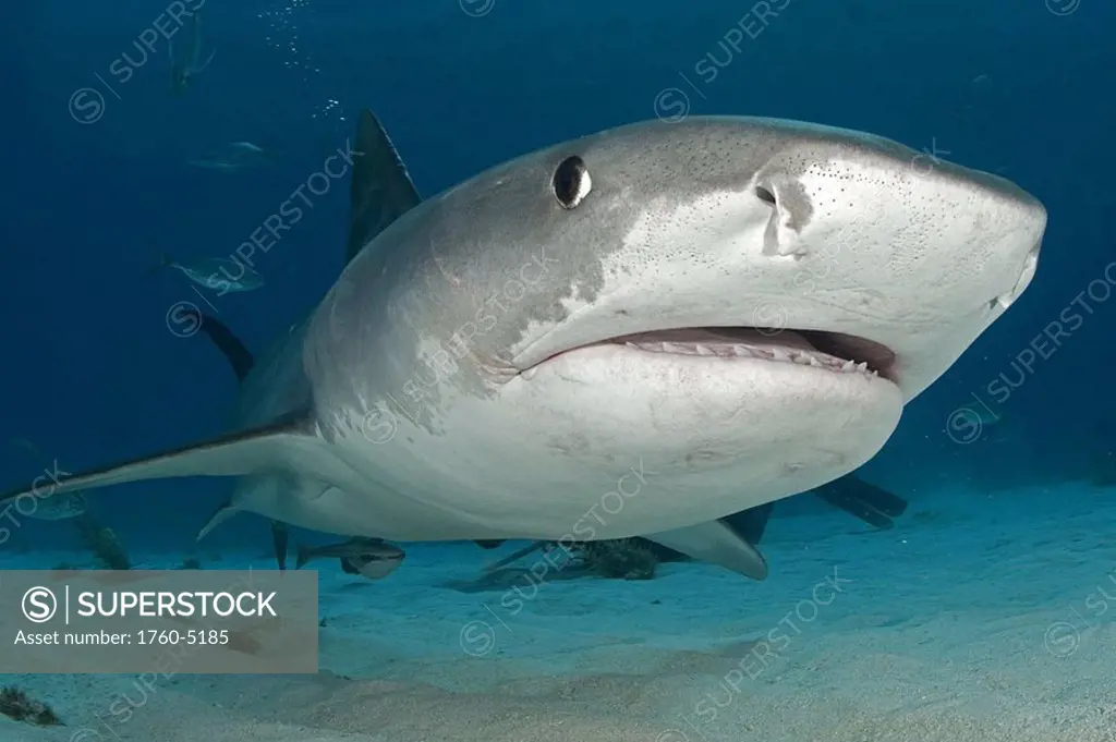 Caribbean, Bahamas, Little Bahama Bank, 14 foot tiger shark Galeocerdo cuvier