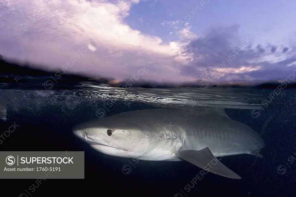 Caribbean, Bahamas, Little Bahama Bank, 14 foot tiger shark Galeocerdo cuvier, split image at sunset