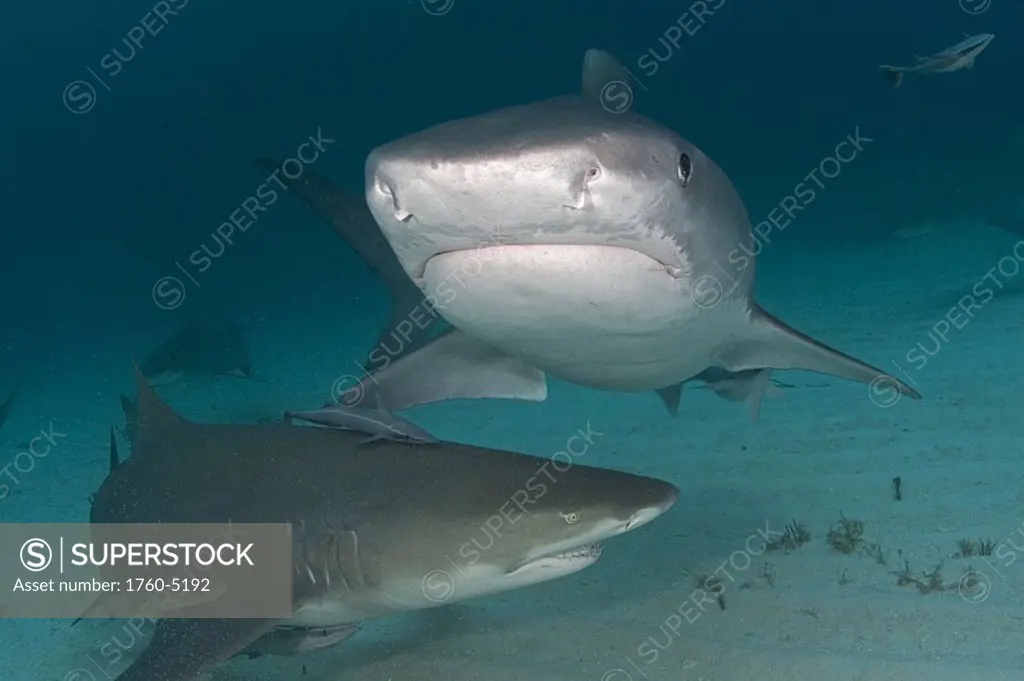 Caribbean, Bahamas, Little Bahama Bank, 14 foot tiger shark Galeocerdo cuvier, and lemon shark negaprion brevirostris