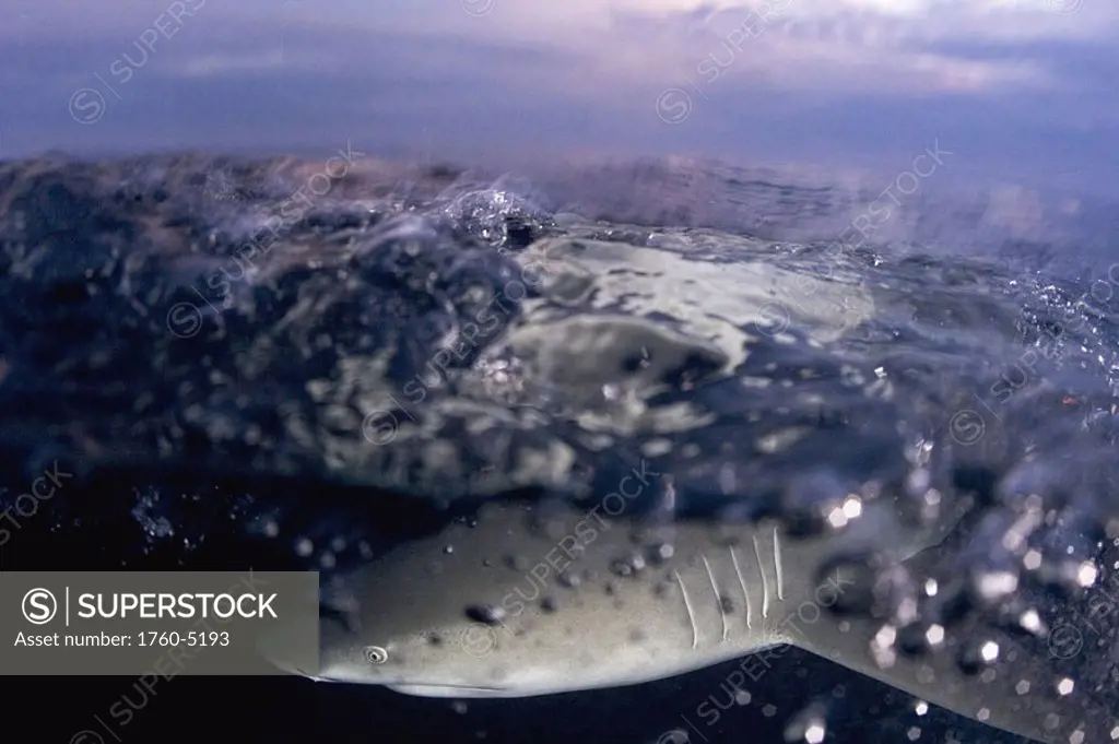 Caribbean, Bahamas, Little Bahama Bank, Lemon shark negaprion brevirostris, split image at sunset