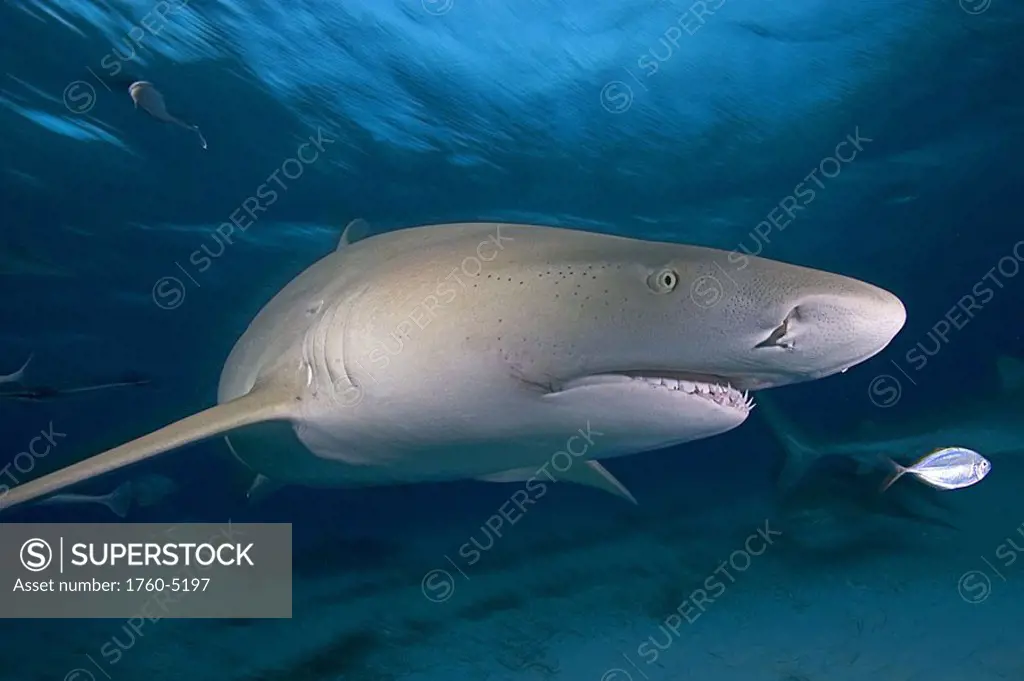Caribbean, Bahamas, Caribbean Reef Shark Carcharhinus perezi