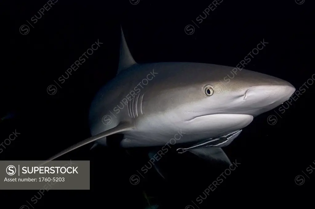 Caribbean, Bahamas, Caribbean Reef Sharks Carcharhinus perezi, with remora in dark water