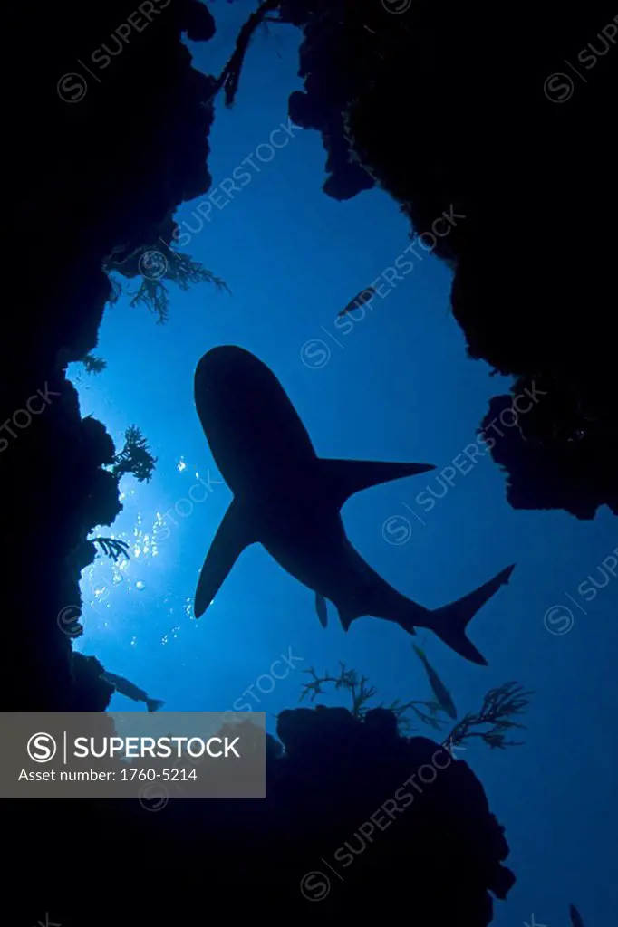 Caribbean, Bahamas, Little Bahama Bank, Lemon shark negaprion brevirostris, silhouette, view from below