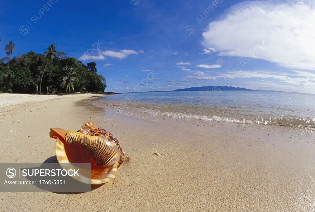 Fiji, Charonia tritonis, A Triton´s trumpet shell on sandy beach beside ocean