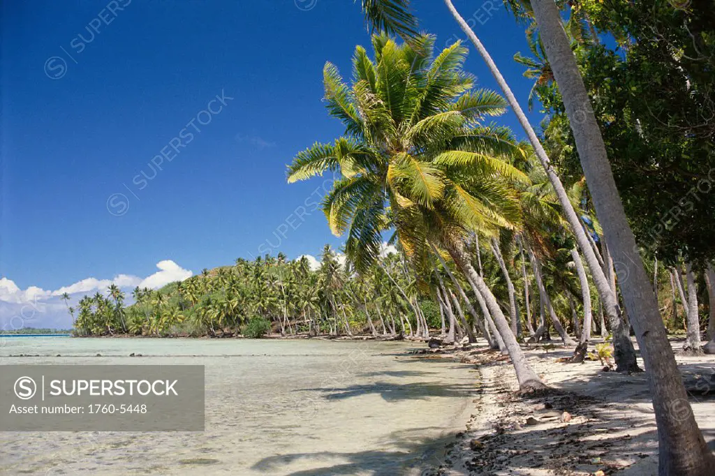 French Polynesia, Tahiti, white sand beach lined with coconut trees, shadows A56H