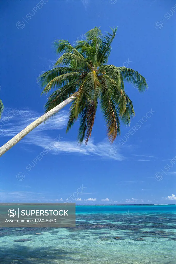 FP, Tahiti, Crystal clear waters of Bora Bora with single coconut tree A56B coral reef, shallow ocean