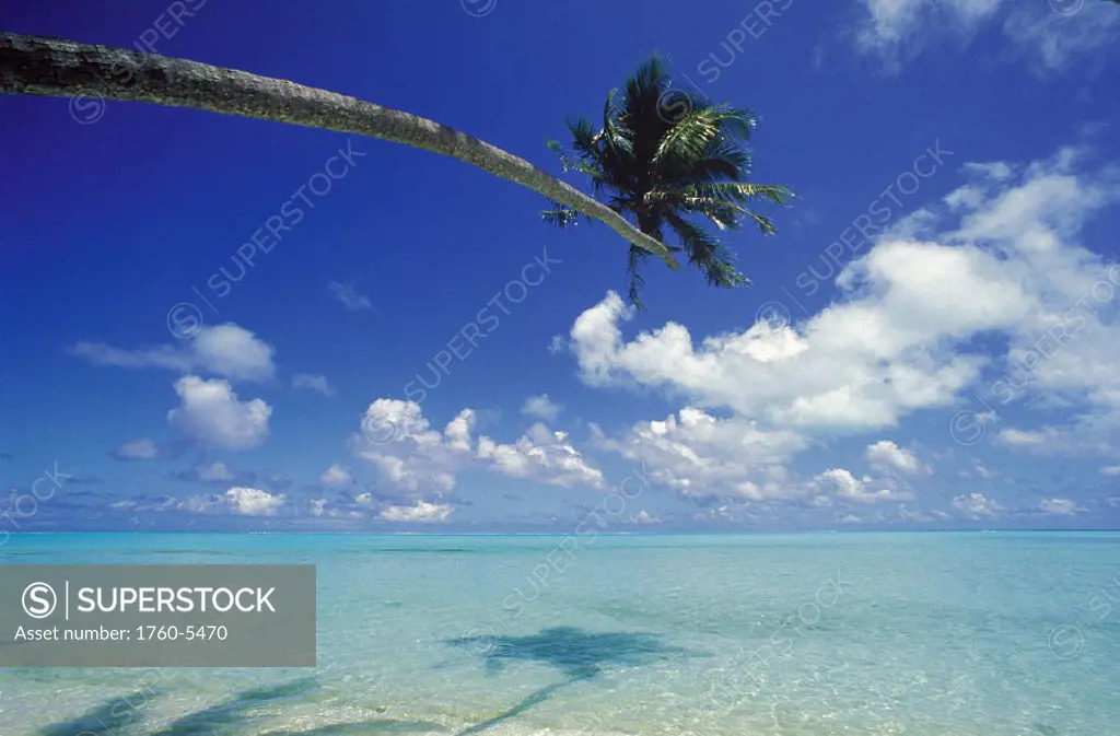 French Polynesia Bora Bora palm tree over turquoise water D2036 shadows