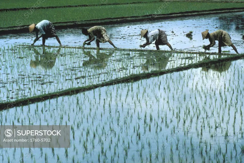 Indonesia, Java, four women in fields planting rice, shadow and reflections in water. NO MODEL RELEASE