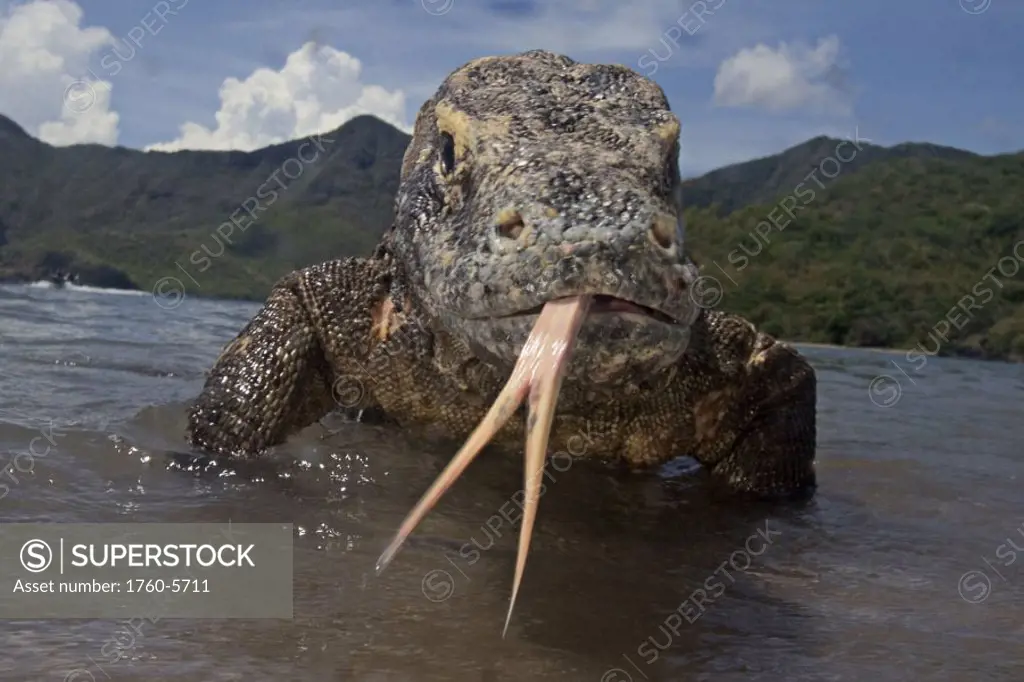 Indonesia, Komodo Dragon National Park, Komodo dragon in shallow water, split tongue out.