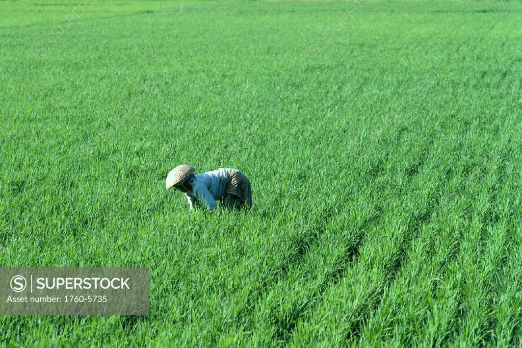 Indonesia, Bali, woman works in rice fields, bent over A61B