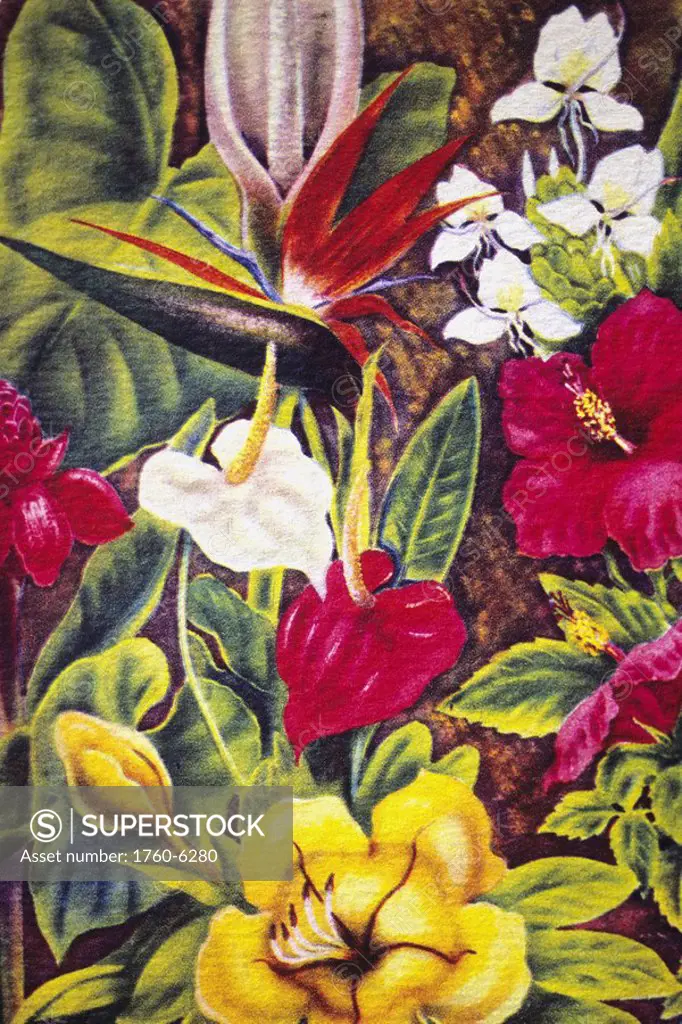 c 1940 art, Hawaii, Tropical flower montage 