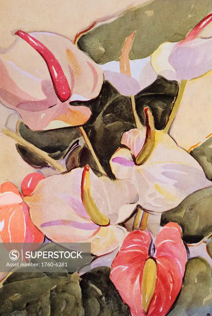 c 1940, illustration, Hawaii, pink and white anthurium 