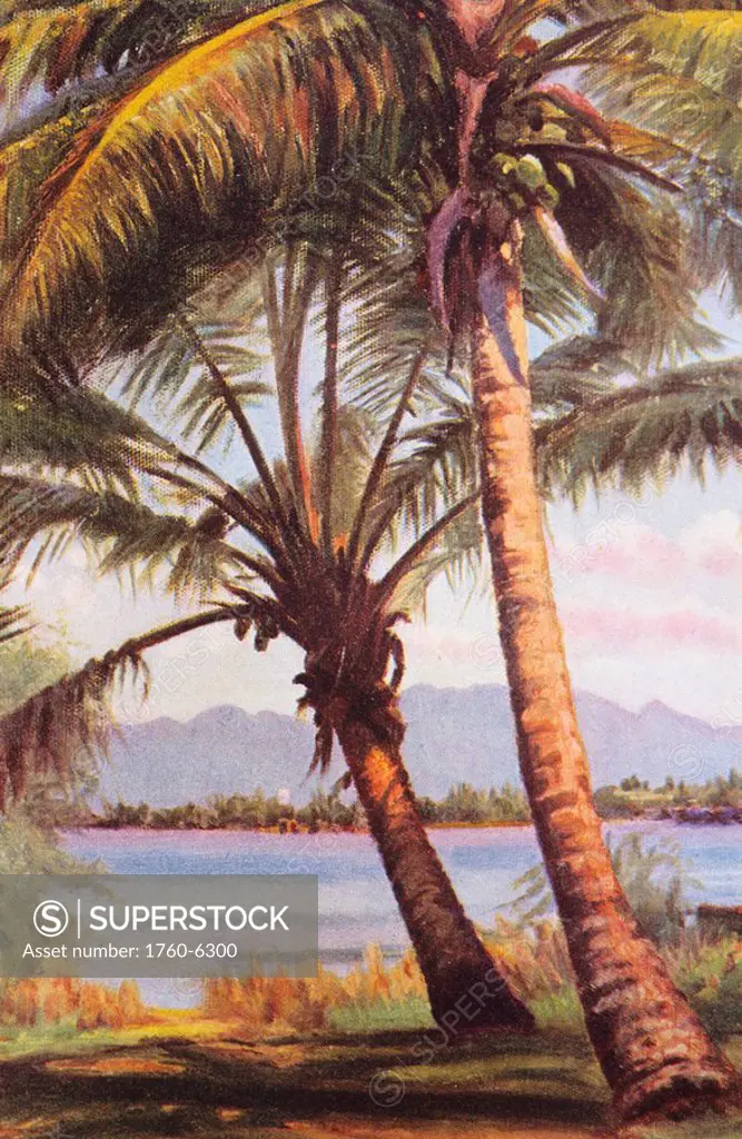 c 1925, Helen Dranga art, Hawaii, Oahu, view of Waianae mountain range through palm trees 