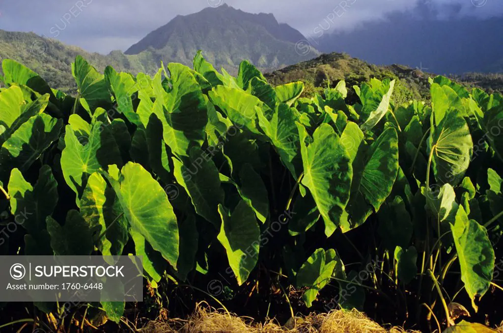 Hawaii, Kauai, Hanalei, Taro plants in the valley 