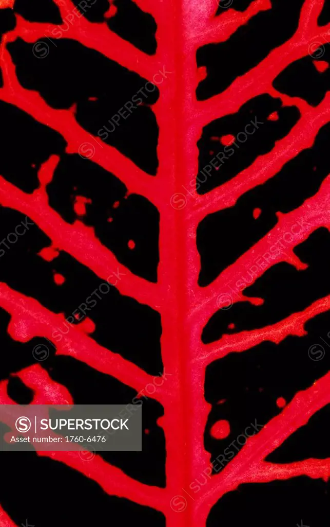 Close-up branch of red croton leaf plant 