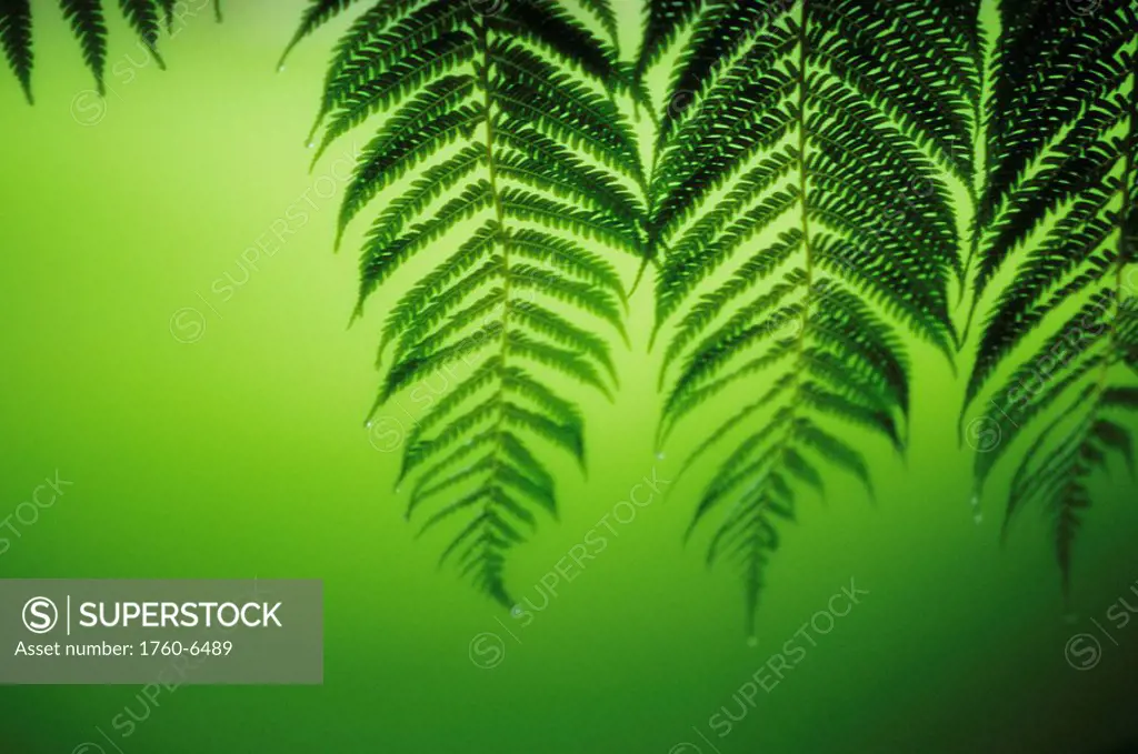 Hawaii, Lanai, tree ferns on green background 