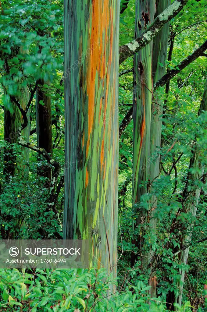 Hawaii, Maui, Hana, Rainbow eucalyptus tree trunk 