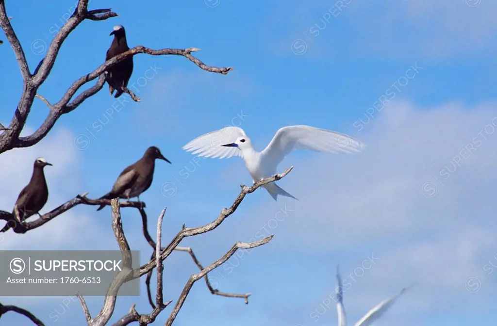 Hawaii, White Tern on branch with other birds 