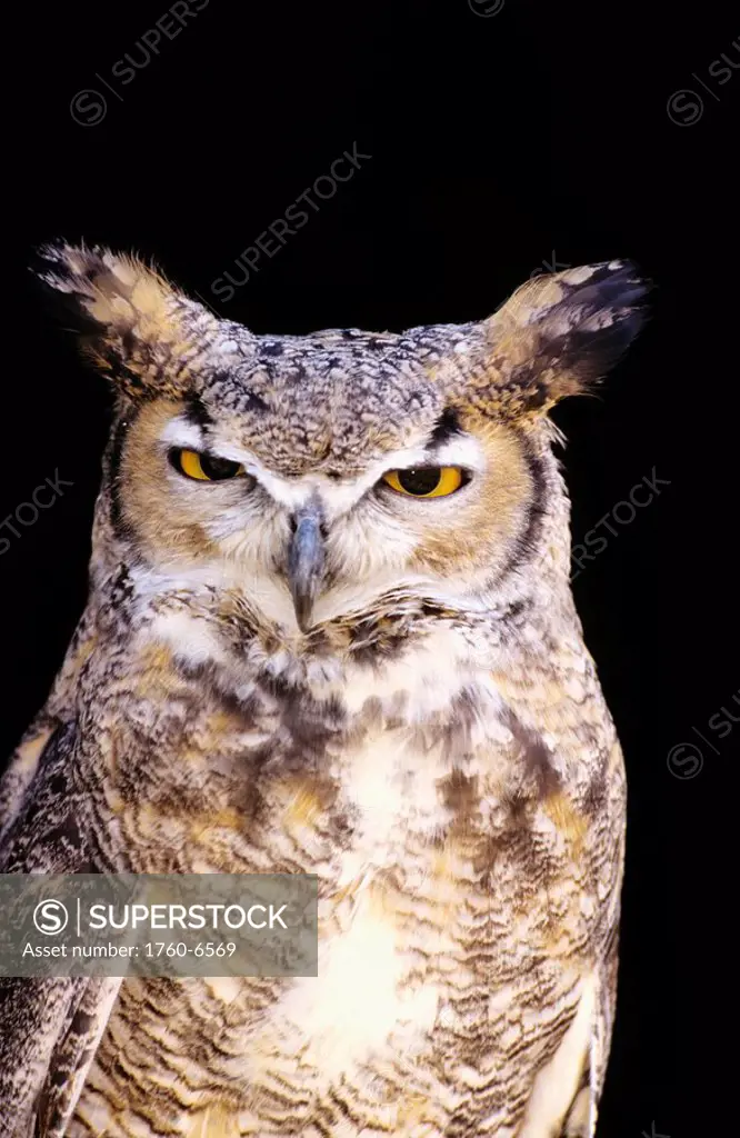 Great Horned Owl Bubo virginianus portrait 