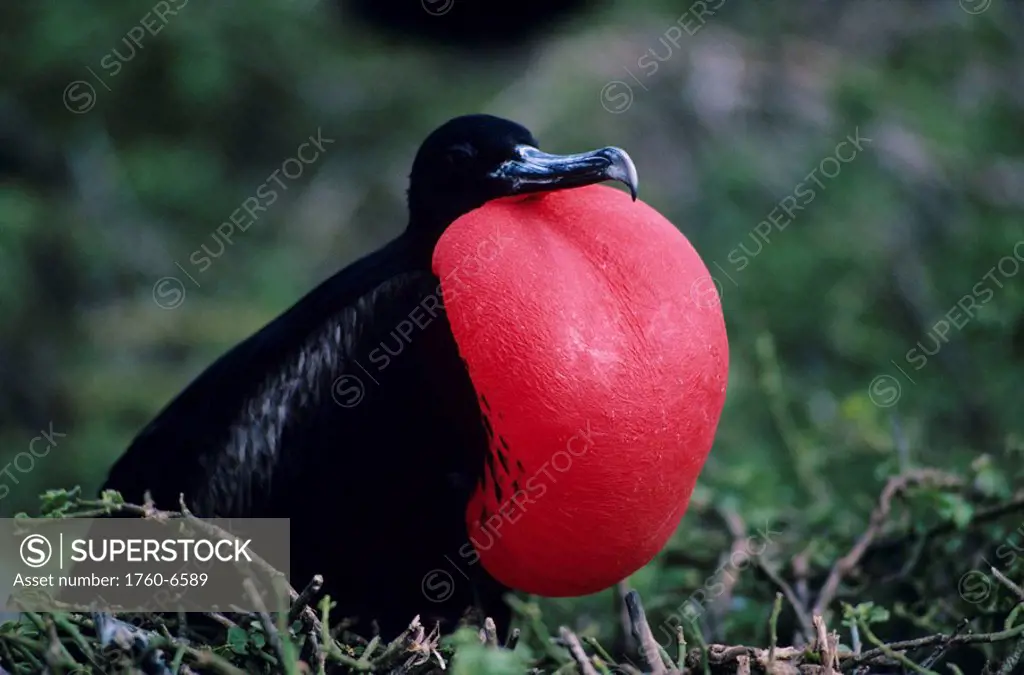 Galapagos Islands, Great Frigate bird Fregata minor male with red pouch inflated 