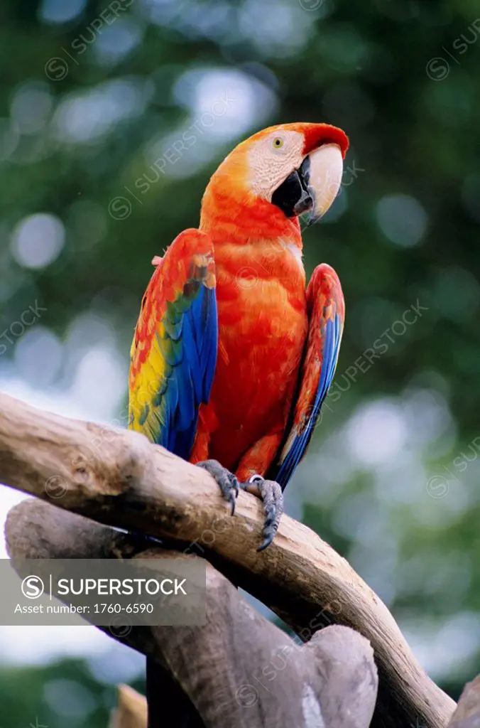 Singapore, Jurang Bird Park, Red Macaw on branch 
