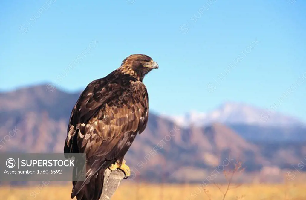 Colorado, Roosevelt National Forest, Golden Eagle Aquila chrysaetos on fence post 