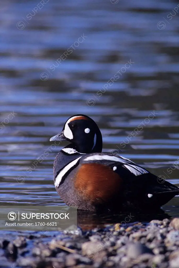 Alaska, Tongass National Forest, view of harlequin duck at waters edge 