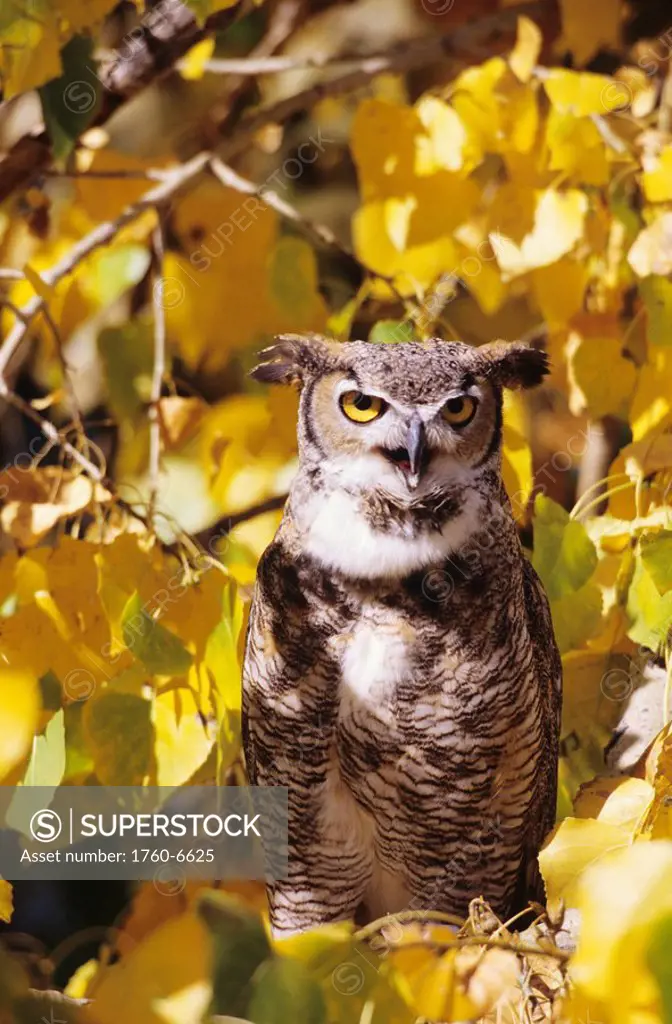 Great horned owl, in cottonwood tree, surrounded by fall color leaves 