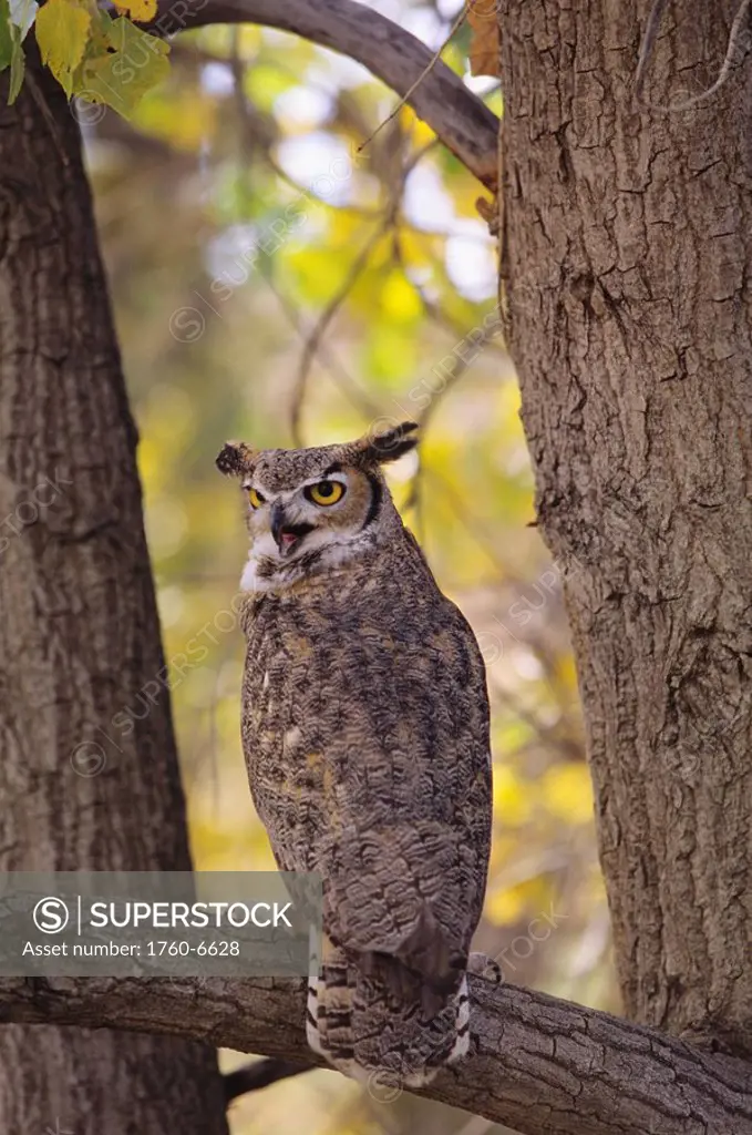View of a brown great horned owl sitting in a treewith mouth open 