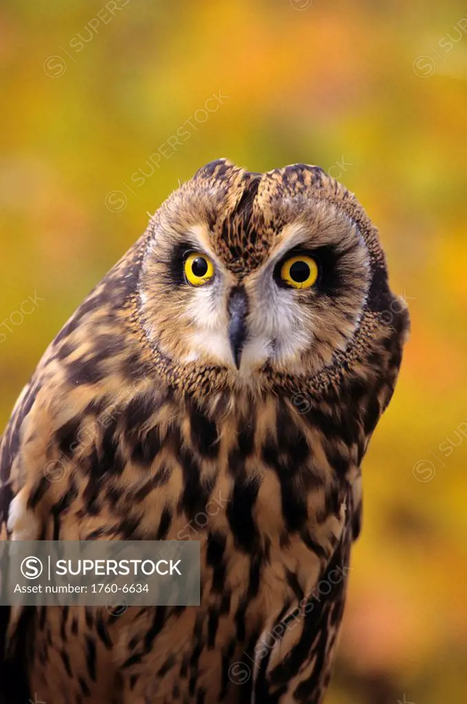 Colorado, view of a short eared owl 