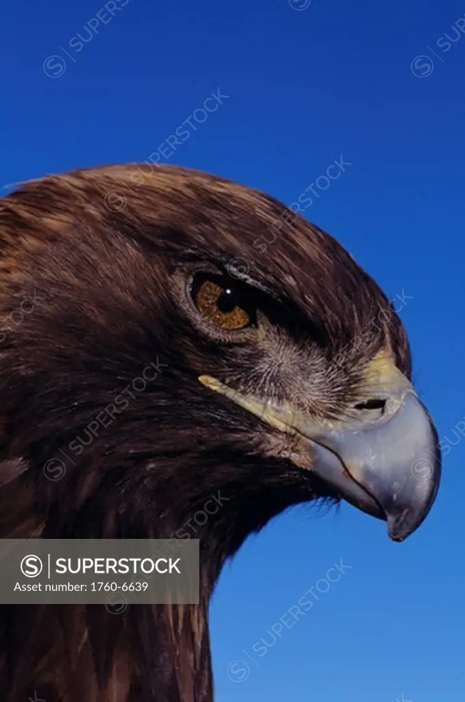 Portrait of a golden eagle Aquila chrysaetos