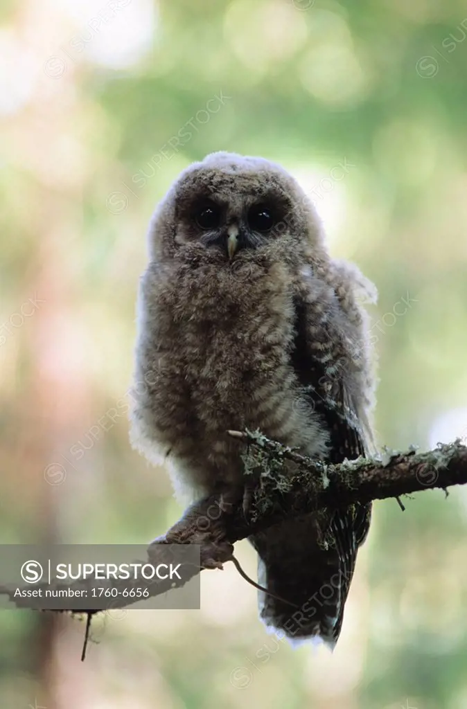 Juvenile Northern spotted owl strix occidentalis with mouse in claw on tree branch 