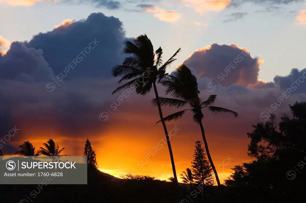 Hawaii, Maui, North Shore, palm trees on a hill, puffy clouds and colorful sunset 