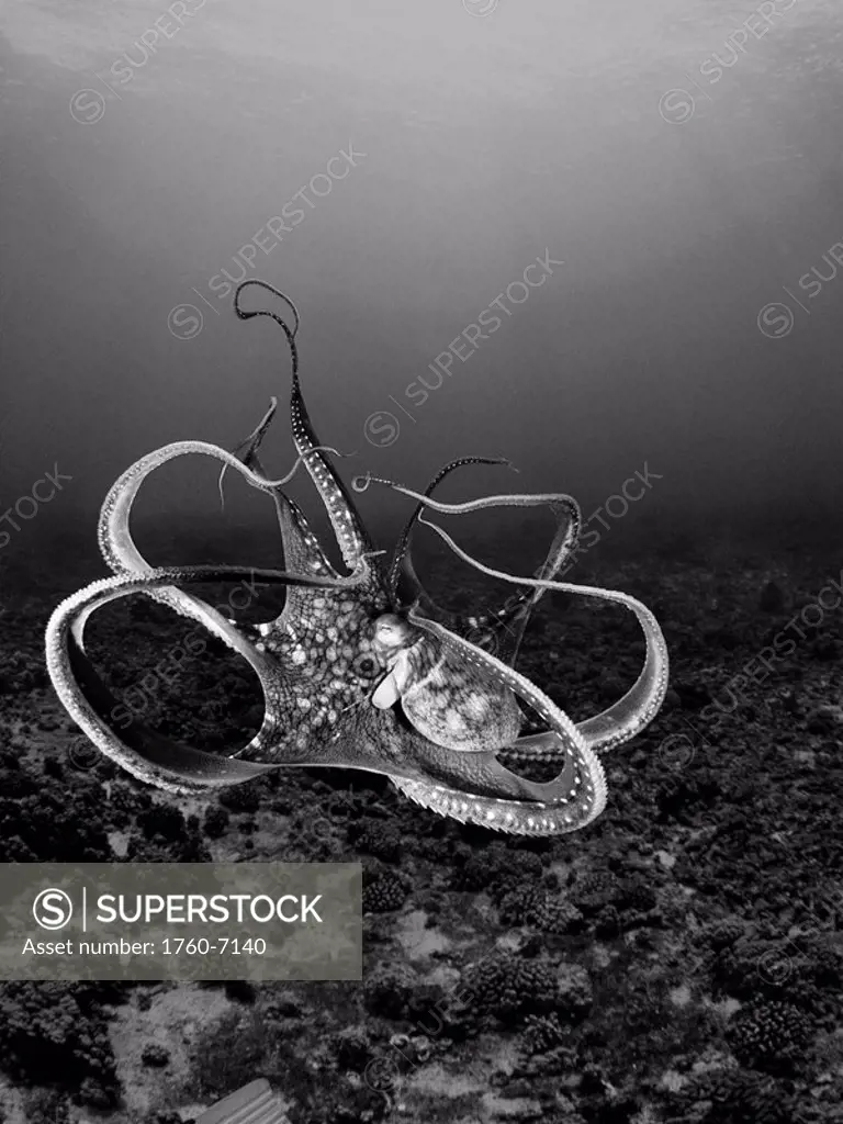 Hawaii, Day octopus Octopus cyanea in ocean water Black and white photograph 