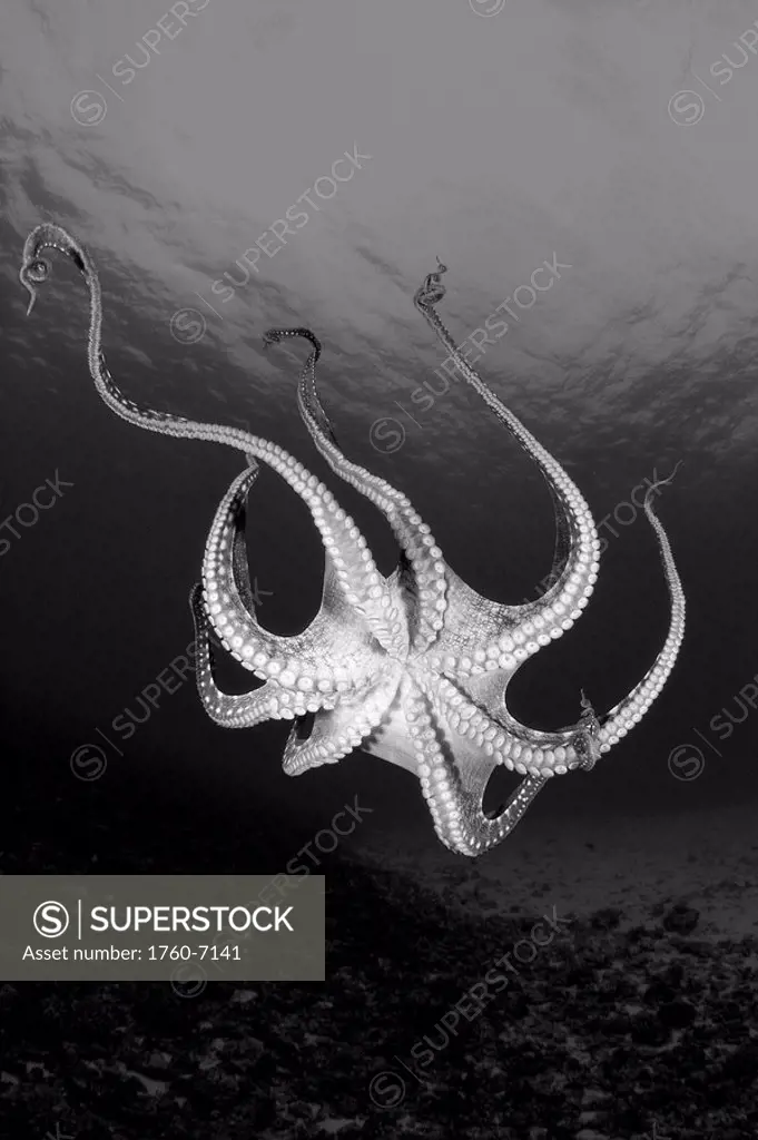 Hawaii, Underside of Day octopus Octopus cyanea in ocean water Black and white photograph 