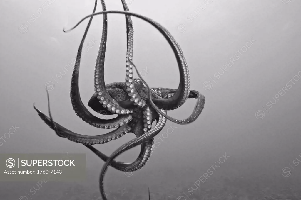 Hawaii, Day octopus Octopus cyanea in ocean water Black and white photograph 