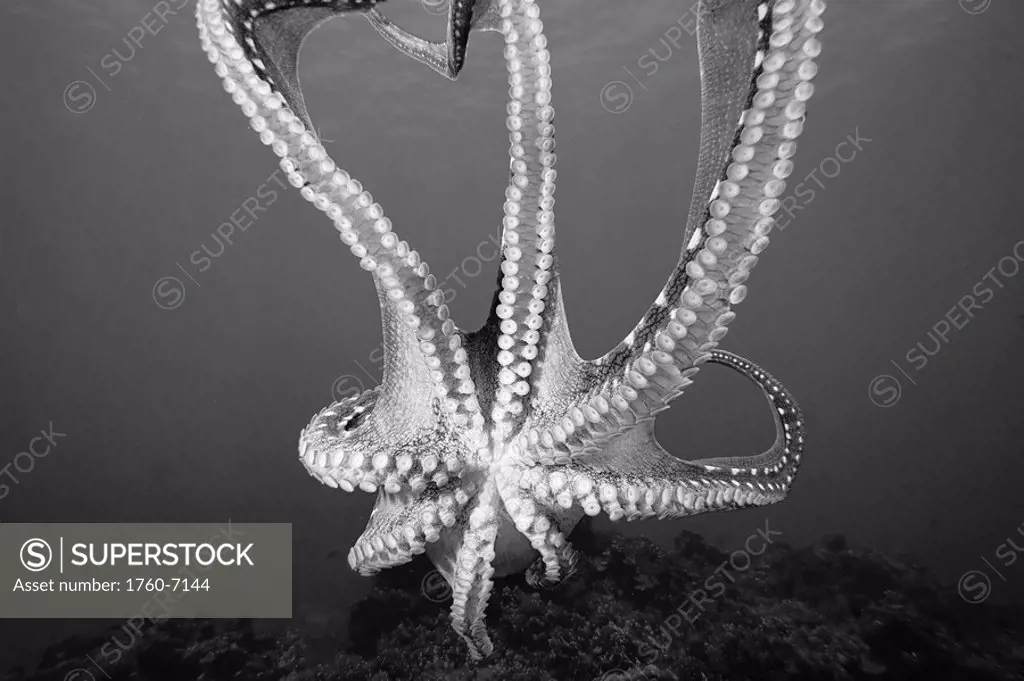 Hawaii, Day octopus Octopus cyanea, Close-up of tentacles and suction cups Black and white photograph 