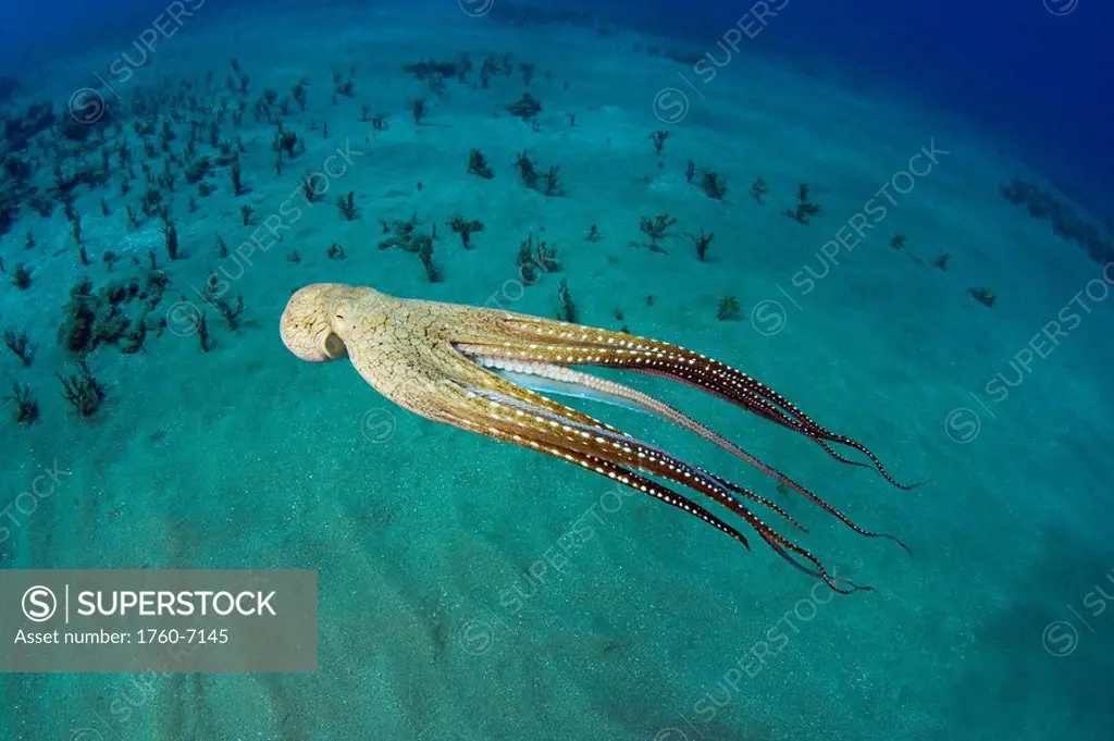 Hawaii, Day octopus Octopus cyanea 