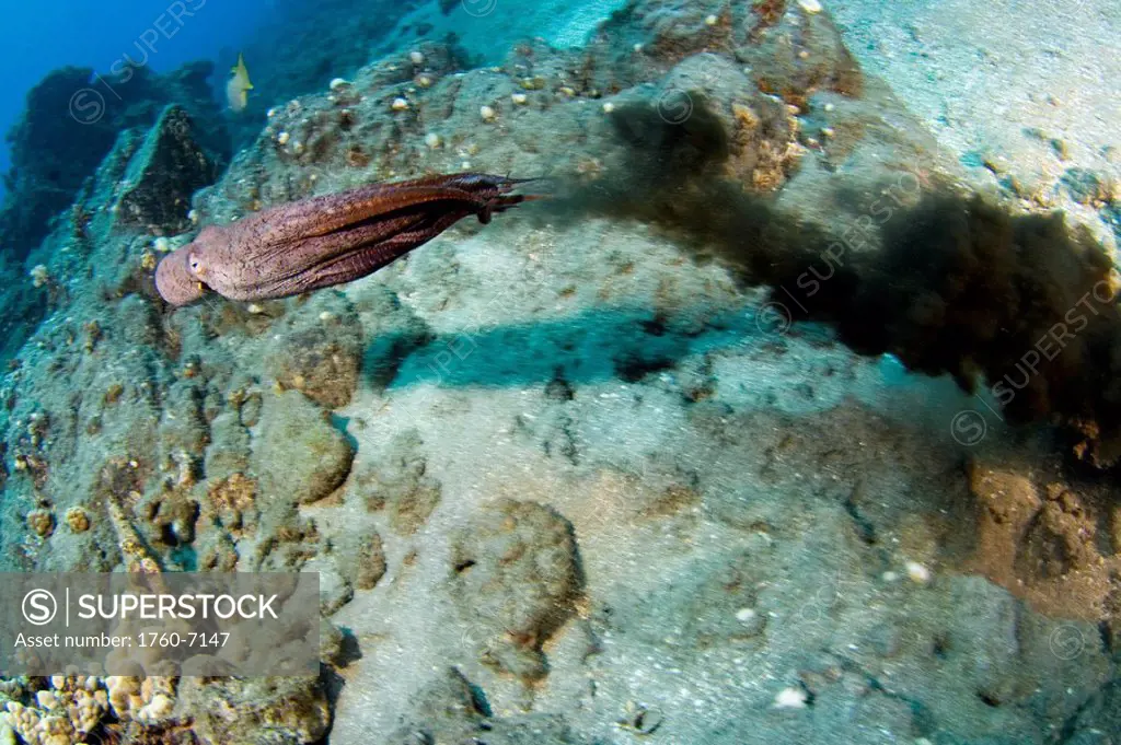 Hawaii, Day octopus Octopus cyanea squirting ink to escape predator 